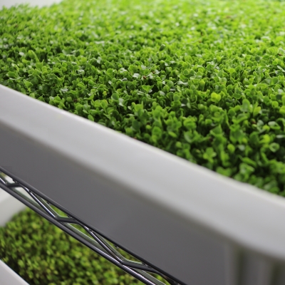 Microgreens Growing Image